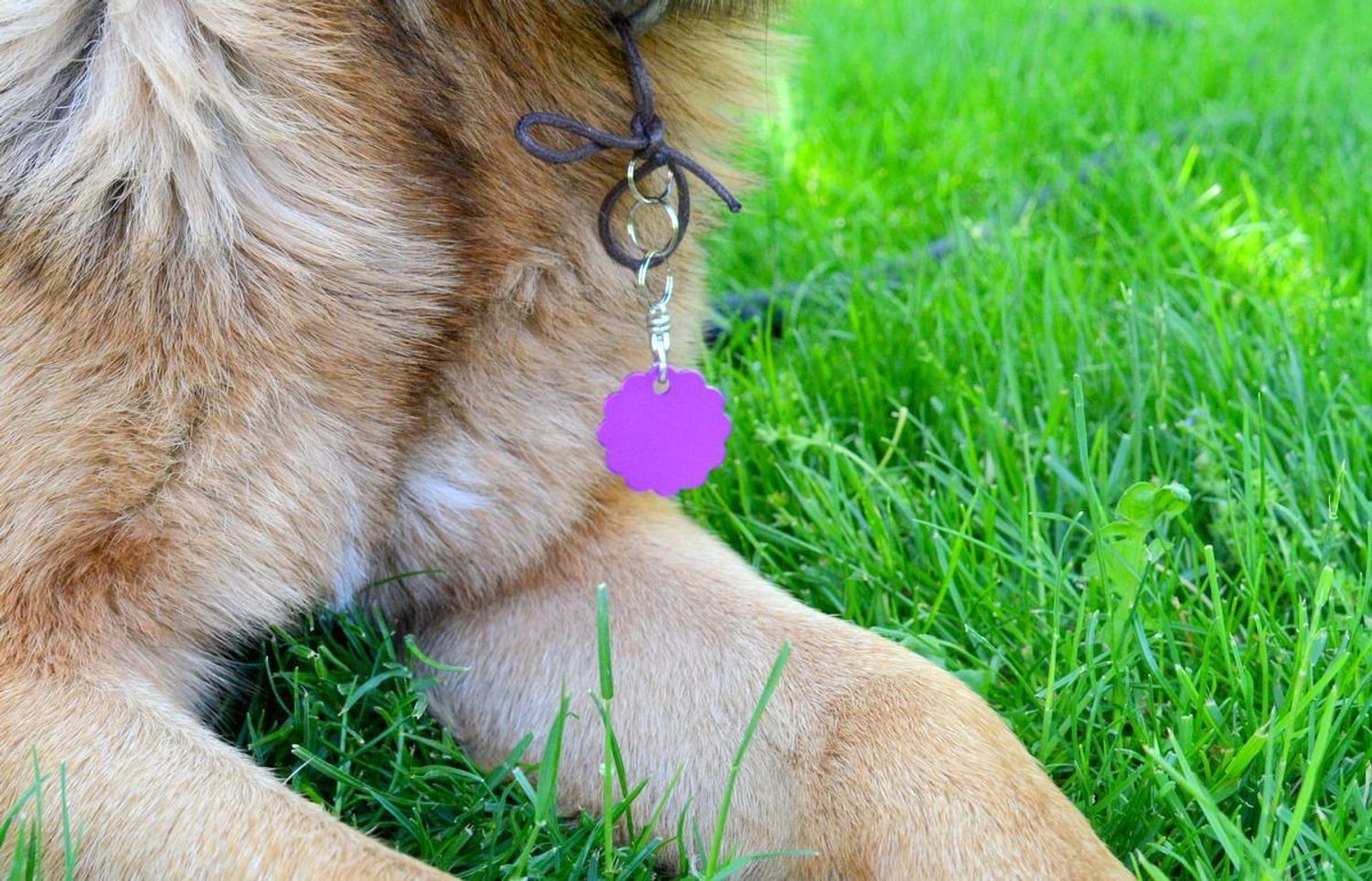 Blaszka dla pupila kwiatek 3 cm z miejscem na grawer Kwiatek purple L. Blaszka w formie adresówki, identyfikatora dla psa. Blaszka z miejscem na grawer. Na adresówce możemy wygrawerować np. imię psa i nr telefonu do właścicie.jpg